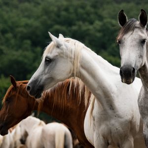 Portal Cavalus reforça compromisso com o setor no 2º Congresso do Cavalo com mediação de Verônica Formigoni