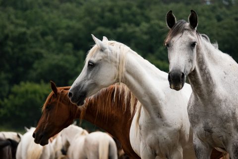 Portal Cavalus reforça compromisso com o setor no 2º Congresso do Cavalo com mediação de Verônica Formigoni