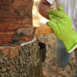Preço de importação da borracha natural avança 7,5% em junho
