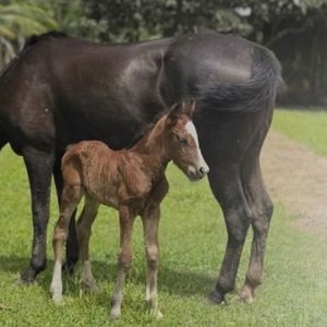 Primeiro nascimento por inseminação artificial do Cavalo Crioulo no Amapá marca nova fronteira da genética da raça