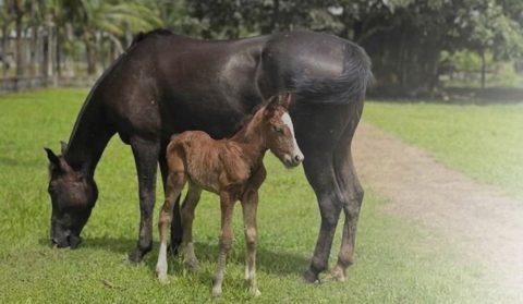 Primeiro nascimento por inseminação artificial do Cavalo Crioulo no Amapá marca nova fronteira da genética da raça