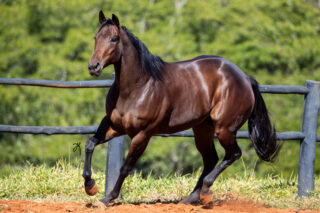 6º Leilão Haras BJ Prime – Estrelas do Tambor reúne genética de alta performance neste sábado, em Bauru