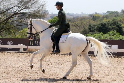 Brasil inicia preparação para o Mundial de Adestramento em Aachen