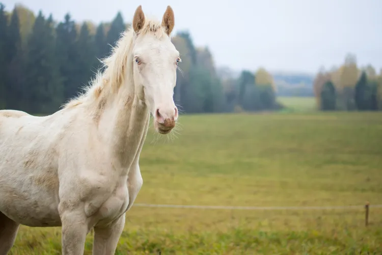 Roubado há oito anos, cavalo é localizado a mais de 500 quilômetros de casa