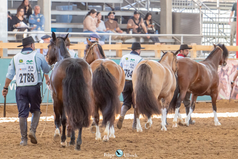 Expointer 2026 atualiza exigências sanitárias para entrada de cavalos