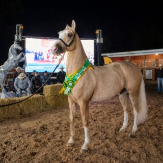 Leilão do Rancho Alegria une cavalos, arte e inclusão em apoio à APAE
