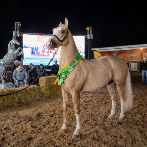 Leilão do Rancho Alegria une cavalos, arte e inclusão em apoio à APAE