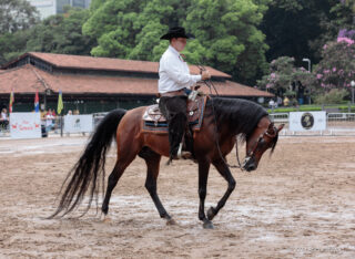 ABCCA marca presença no GAFFFF 2026 com participação em cavalgada e painel do setor da equinocultura