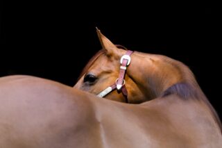 Biorregulação equina a ciência que trata o cavalo como um todo