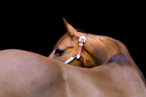 Biorregulação equina: a ciência que trata o cavalo como um todo