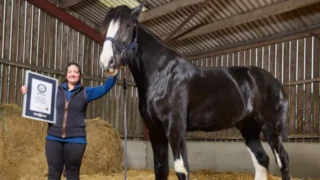 Cavalo de quase dois metros é reconhecido como o mais alto do mundo