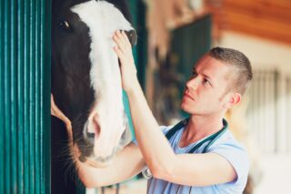 Dia do Médico Veterinário celebra profissionais essenciais para a saúde e o bem-estar dos cavalos