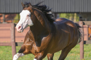 Peppy Gotta Whiz estreia como garanhão no 16º Leilão Quarter Horse In Family