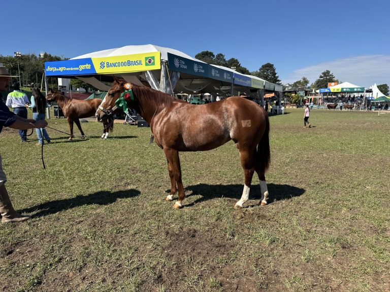 Quarto de Milha amplia participação na Expointer e celebra crescimento dentro da feira