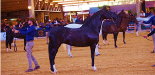 Varginha recebe a 24ª Exposição Brasileira do Cavalo Mangalarga
