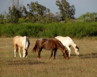 CNA apresentará novo retrato econômico do agronegócio do cavalo no Brasil
