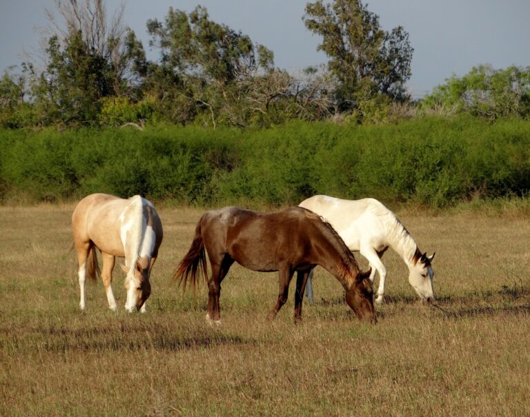 CNA apresentará novo retrato econômico do agronegócio do cavalo no Brasil