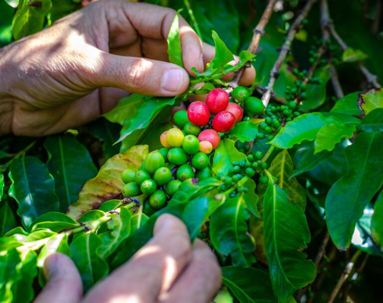 Café paulista: história, ciência e diversidade impulsionam a produção no Estado