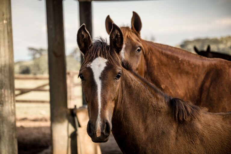Cavalos podem sentir medo sem demonstrar? Estudo revela alerta por trás da aparente tranquilidade