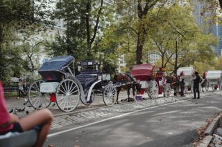 Nova York aprova fim das carruagens puxadas por cavalos e prevê transição até 2028