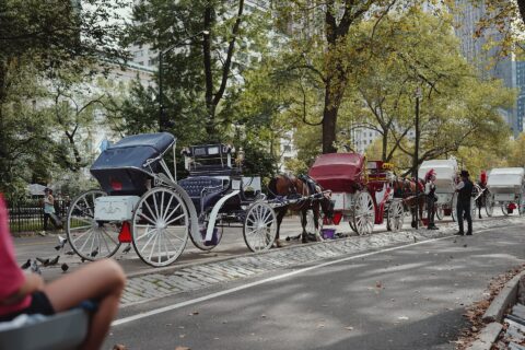 Nova York aprova fim das carruagens puxadas por cavalos e prevê transição até 2028